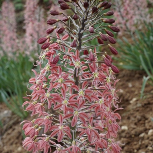 Eremurus alberti